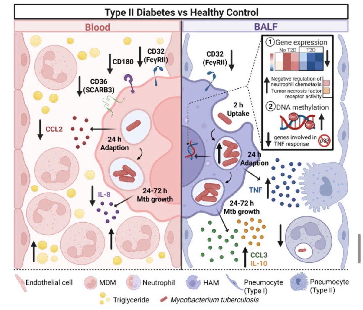 Presented <a href="/ASImmunology/">Australian and New Zealand Society for Immunology</a> this week and published online now 
Alveolar macrophage function is impaired in #TB contacts with #diabetes. <a href="/leaniekleynhans/">Léanie Kleynhans</a> Blanca Restrepo Larry Schlesinger <a href="/TRI_info/">Translational Research Institute</a> <a href="/TexasBiomed/">Texas Biomed</a> <a href="/UQ_News/">UQ News</a> <a href="/MaterResearch/">Mater Research</a> 

authors.elsevier.com/sd/article/S23…