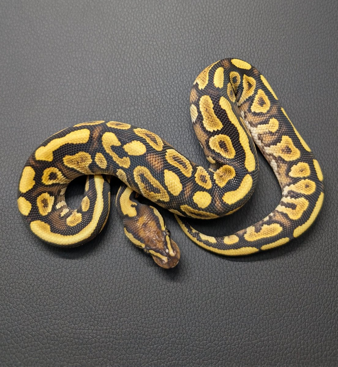 kaikai_082's tweet photo. CBJP販売個体紹介
SN Mojave YB het Mel 50%het Clown♂
※現金、各種クレジットカード対応しています。
#CBJP
#ボールパイソン
#爬虫類 https://t.co/6hdSKgVuxK