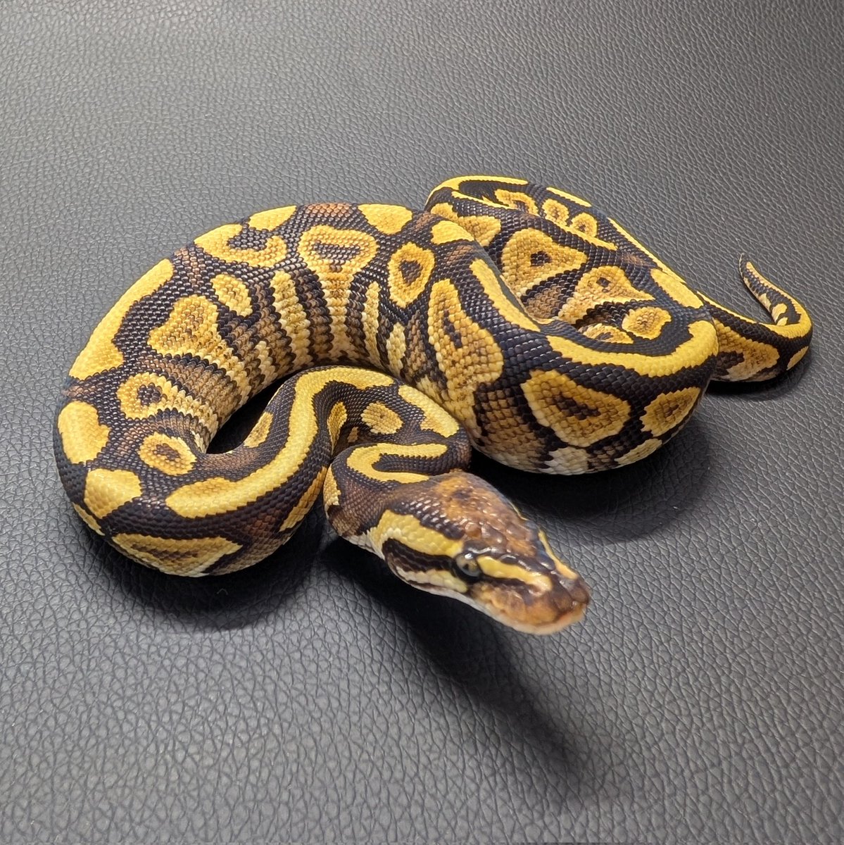 kaikai_082's tweet photo. CBJP販売個体紹介
SN Mojave YB het Mel 50%het Clown♂
※現金、各種クレジットカード対応しています。
#CBJP
#ボールパイソン
#爬虫類 https://t.co/6hdSKgVuxK
