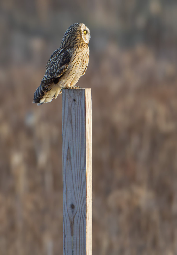 RoppityPhotos's tweet photo. Have a nice evening everyone. #Owls #Short #Eared #Owl #Wildlife #WildlifePhotography #TwitterNaturePhotography #Birds #BirdPhotography https://t.co/7oOsTTOGrS