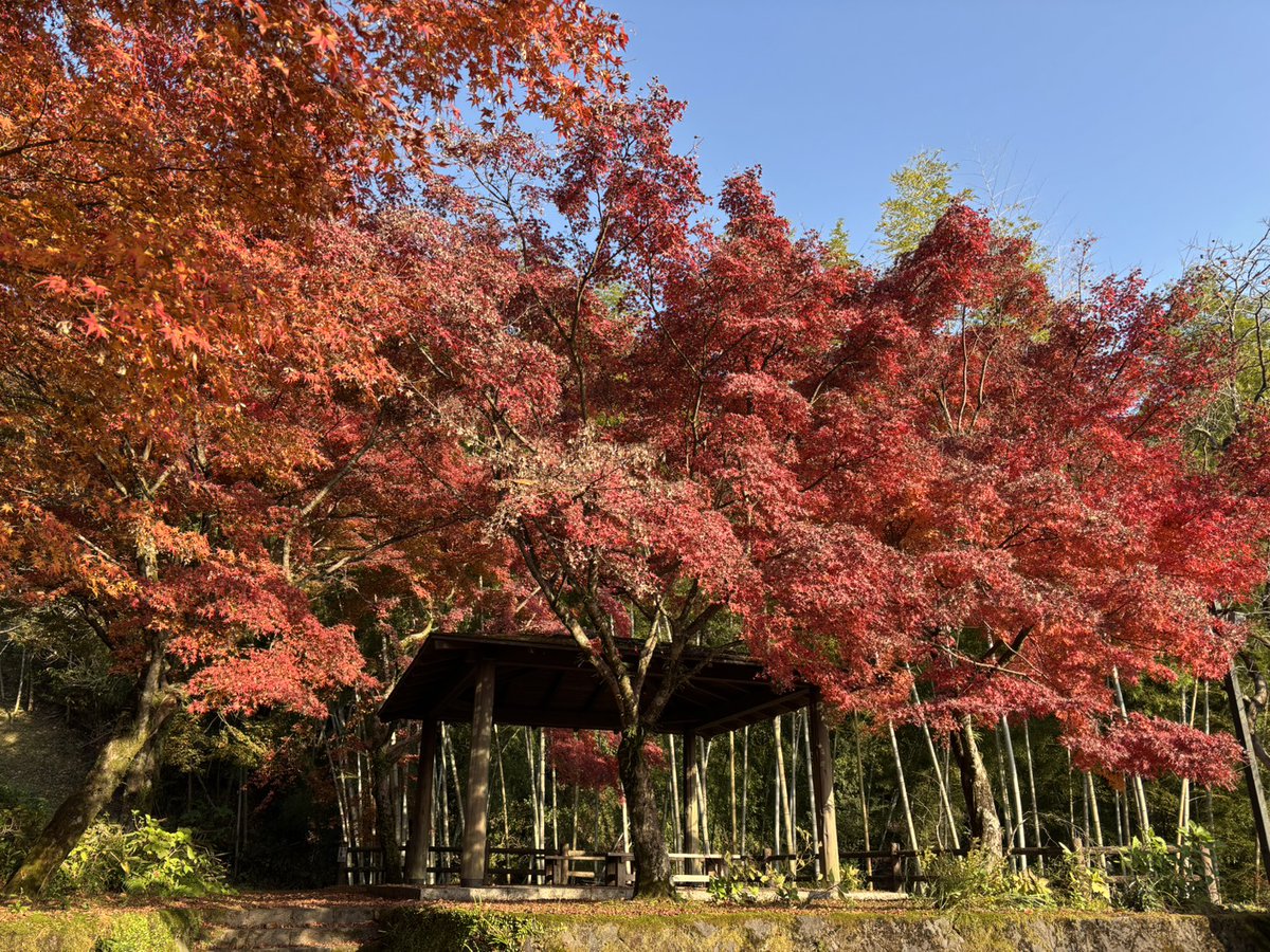 kenmori_park's tweet photo. 自然観察園の紅葉が見頃を迎えています🍁

#かごしま健康の森公園
#健森
#鹿児島市
#公園
#モミジ
#紅葉
#見頃 https://t.co/dEs3gtZQ43