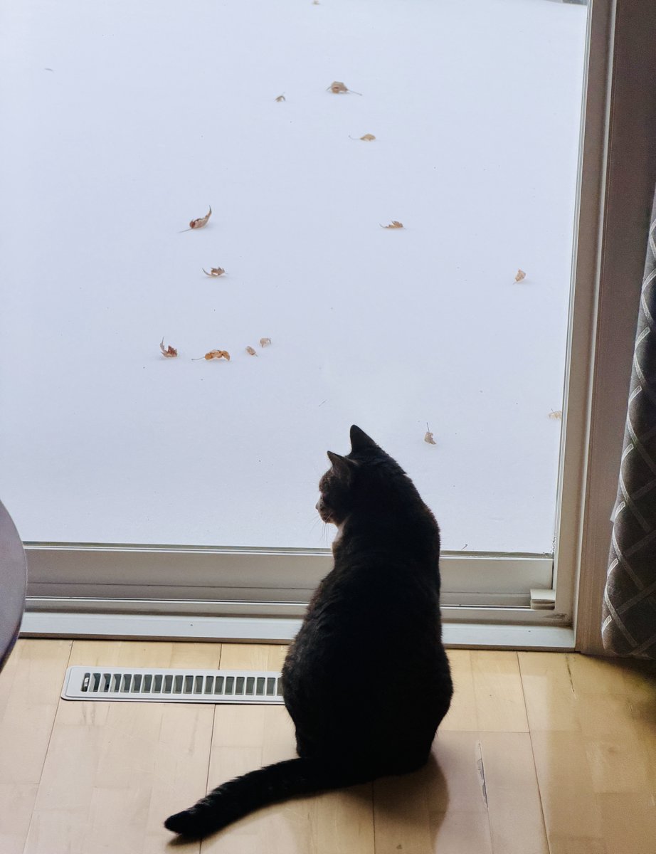 뽀찌와 함께하는 7번째 겨울.