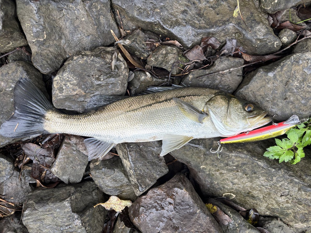 チャッピー (@fishhand_) / Posts / X