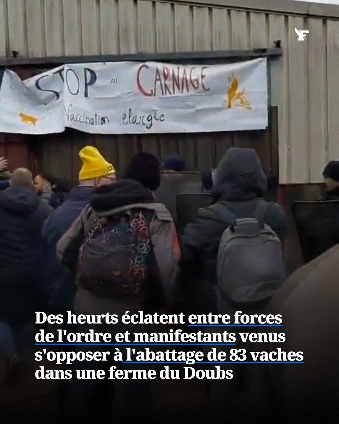 Des vétérinaires doivent abattre 83 vaches au nom de la lutte contre la dermatose nodulaire contagieuse (DNC). →