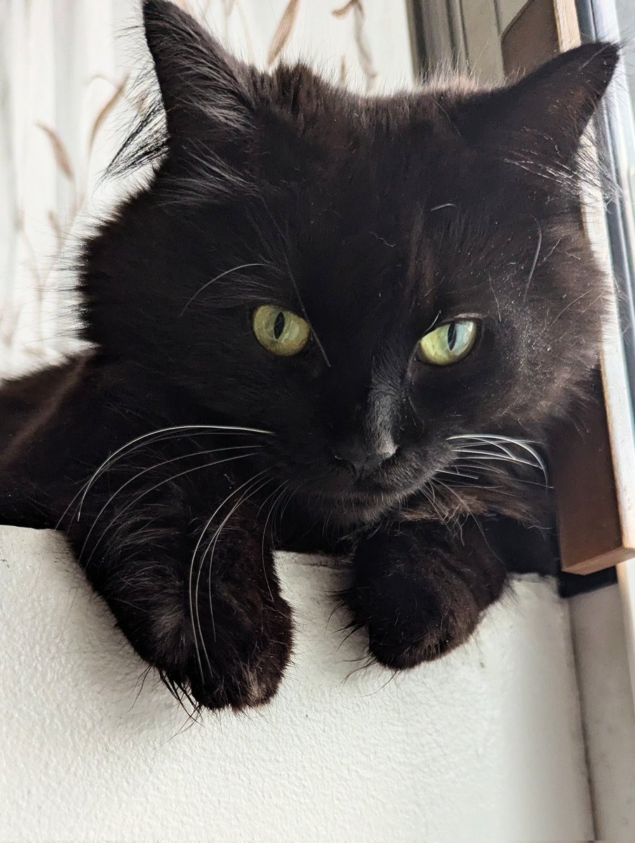 JacksonTheCat2's tweet photo. Good evening from Ottawa 🇨🇦 I spent some time hanging out on my favourite window ledge for this #TuftyTuesday. I also practiced giving Mom my coldest stare...😸 #Cats #CatsOfTwitter #blackcats #tuesdayvibes https://t.co/XCPi0OsZ0B