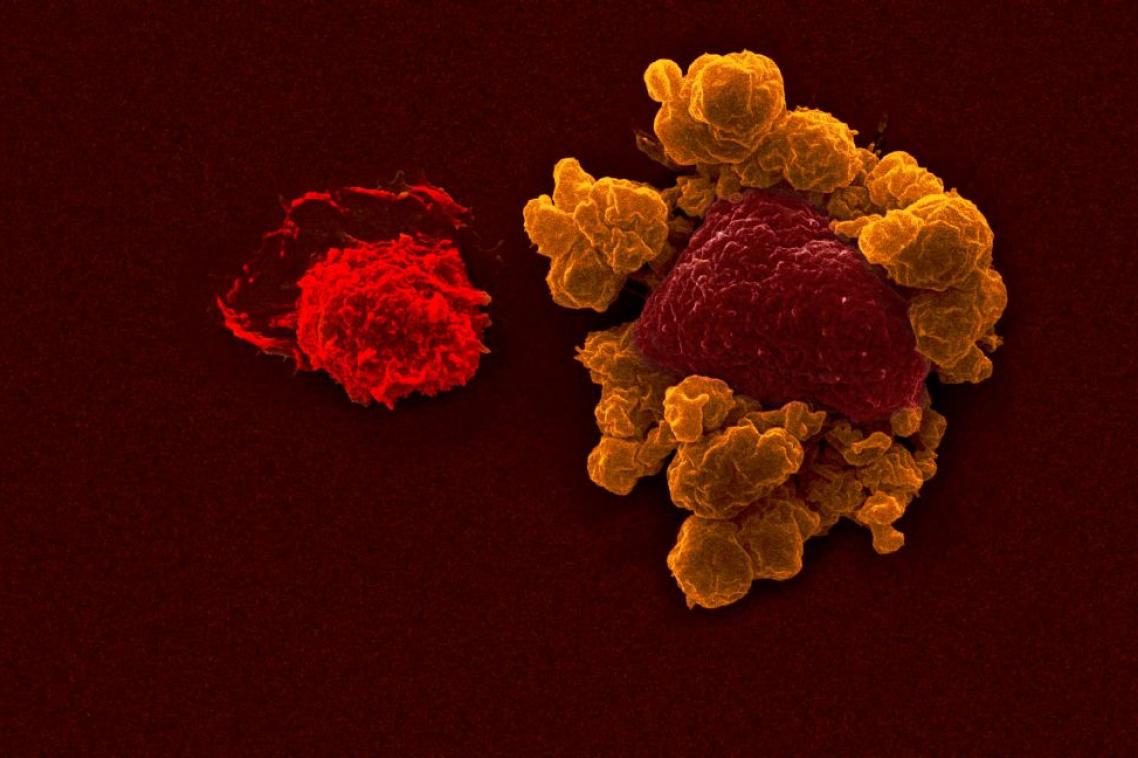 Translational Research Institute tweet media