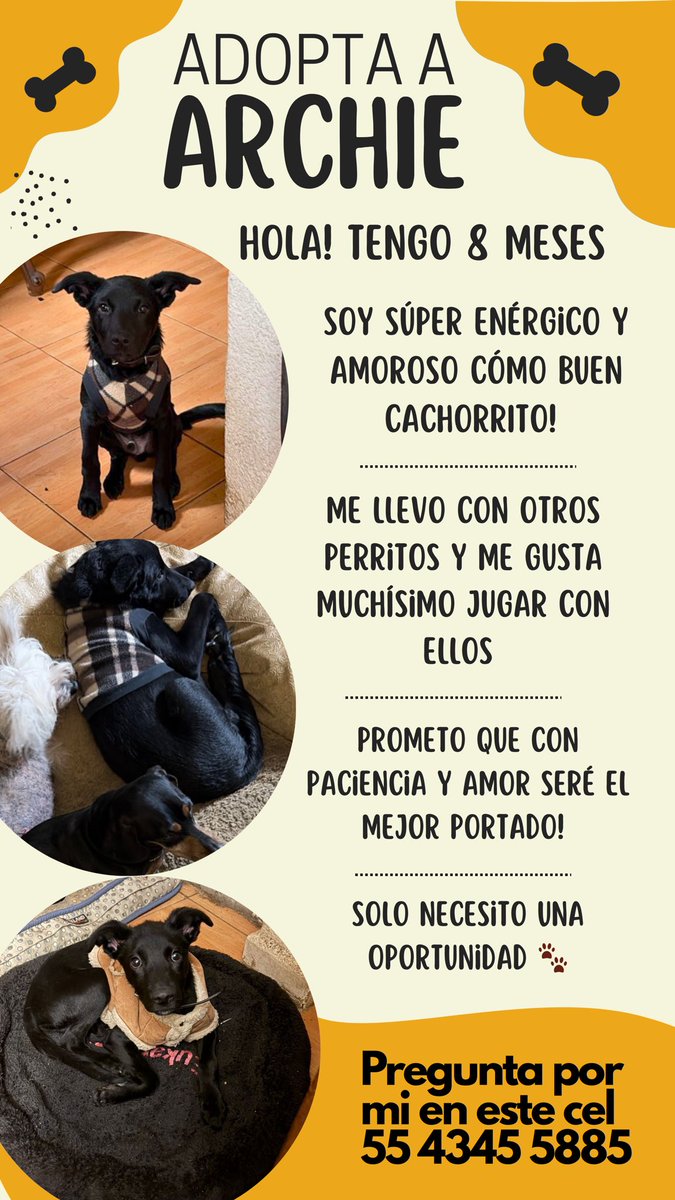 dogiftmx's tweet image. #adoptanocompres @AdoptaAmaRockea @AmorSinRaza @AdoptaMascotasX @Narvarte_ @VertizNarvarte @En_Narvarte