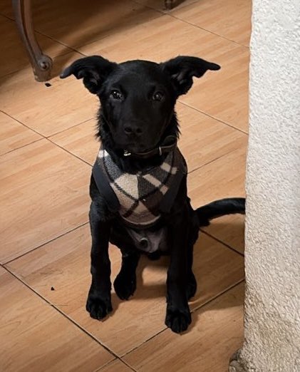 dogiftmx's tweet image. #adoptanocompres @AdoptaAmaRockea @AmorSinRaza @AdoptaMascotasX @Narvarte_ @VertizNarvarte @En_Narvarte