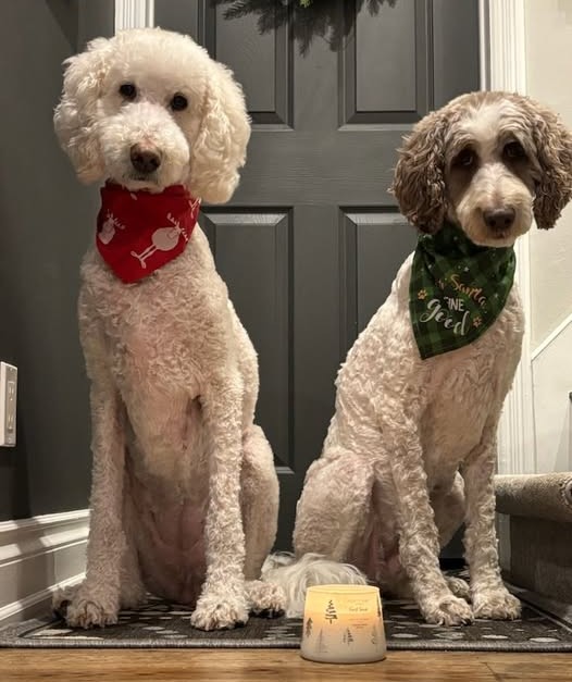 Nessa + Macie Doodle 🇨🇦 tweet media