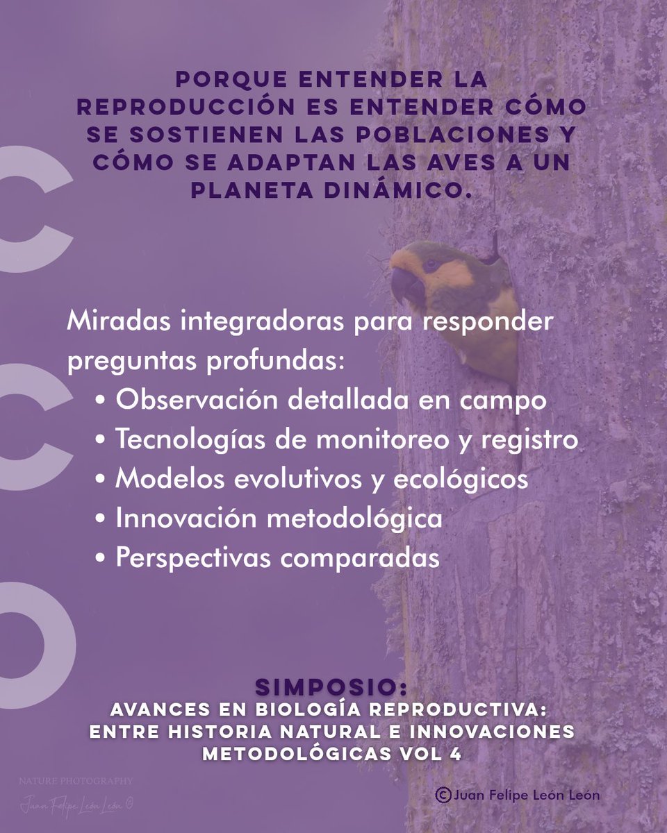 Las aves revelan sus estrategias más íntimas en nuestro simposio del CCO2025 sobre biología reproductiva.
Nidos, huevos, cuidado parental, estacionalidad y nuevas tecnologías para estudiar procesos fundamentales.
🕊️ Ciencia, historia natural y métodos innovadores.
#CCO2025