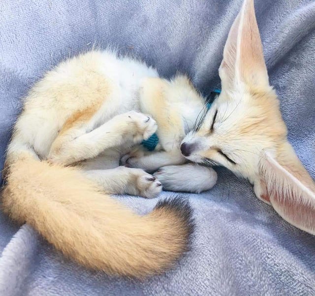 Fennec Every Hour! tweet media
