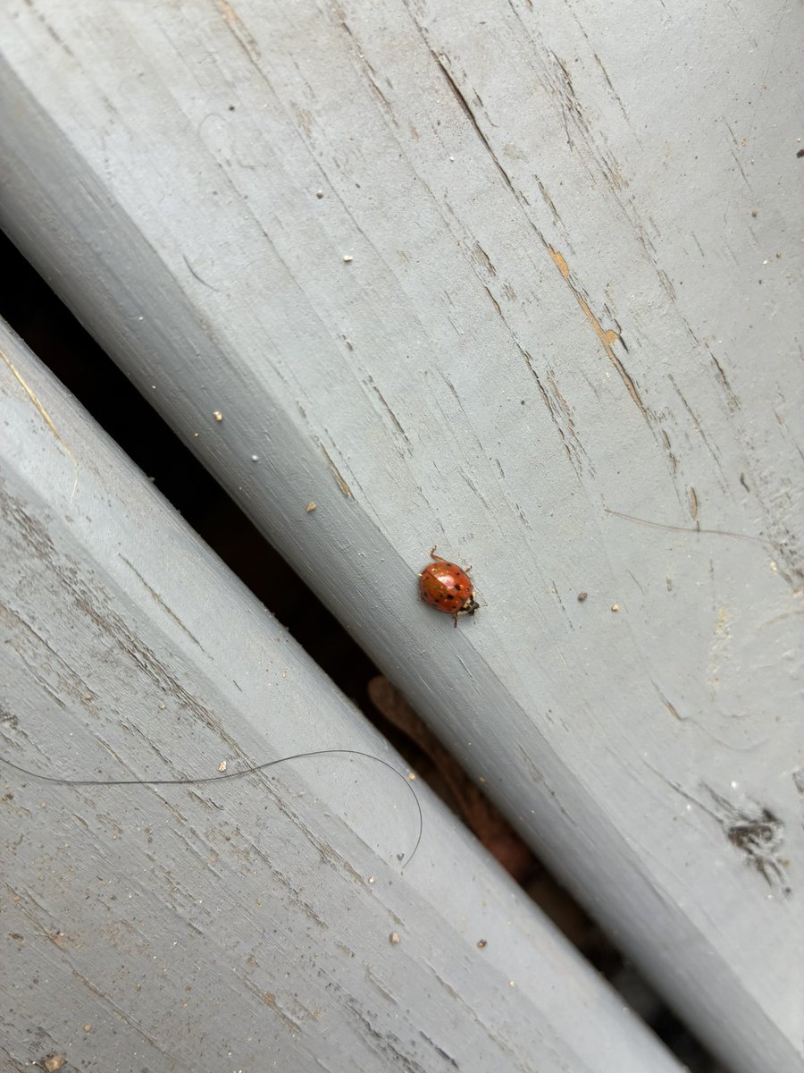 They wanted to say hi 👋