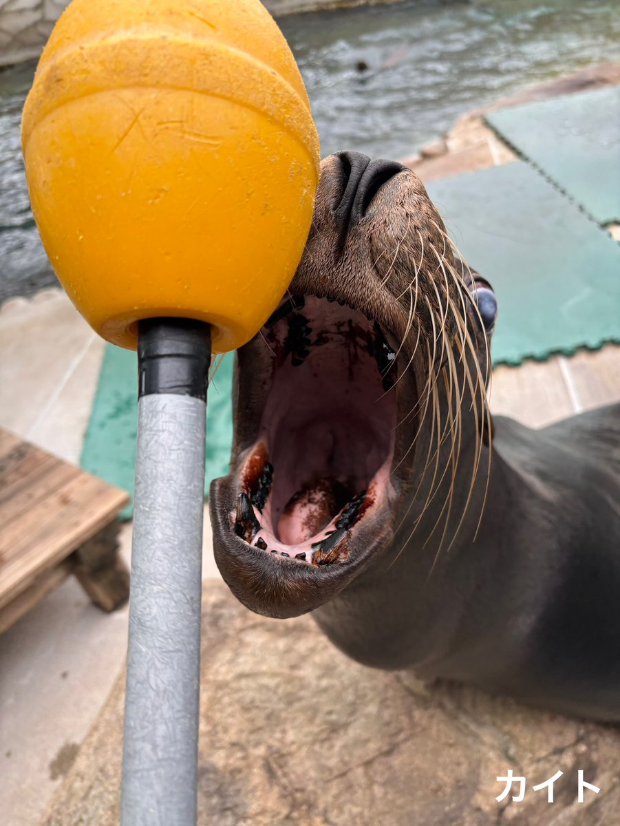アシカの口の中には、黒い色素を出す細菌が生息していて、その影響で歯が黒くなると言われています🔍さらには舌や唾液も黒くなったりします👀白かったトトマルの歯もだんだん黒くなってきました☺️
#虫歯じゃないよ　#王子動物園
