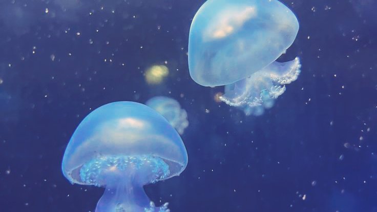 MonsterMon_Hani's tweet image. ⃝🌷⃝☆── ¿𝙲𝚘𝚖𝚘 𝚜𝚝𝚊𝚕𝚔𝚎𝚊𝚛 𝚊 𝚖𝚒 𝚟𝚒𝚛𝚝𝚞𝚊𝚕𝚒𝚝𝚘? 
─── Guía tutorial para #obstwt #obslovetwt #obslove donde te enseñaré lo básico y trucos para stalkear y encontrarle todo lo que puedas de esa persona! 𓂃ෆ˚
(No necesariamente tiene que ser alguien amado)