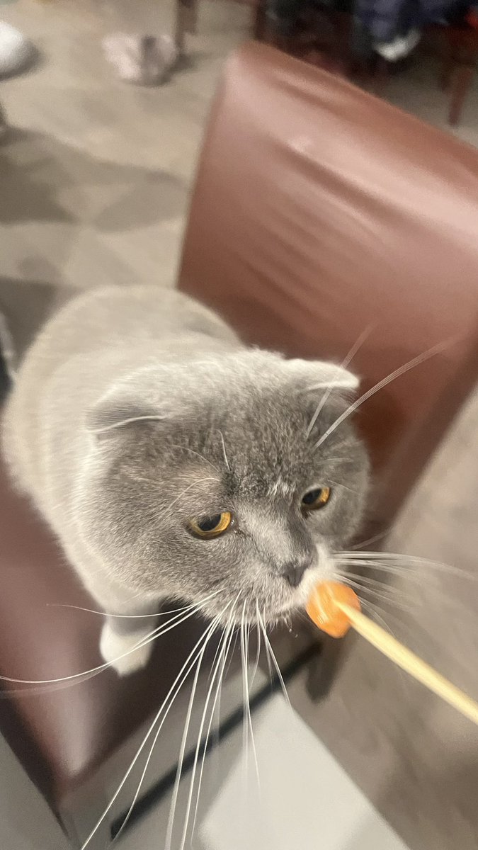 meimiumunch's tweet photo. i got sashimi and nigiri mixed up again 😿 https://t.co/DRnper6fo6
