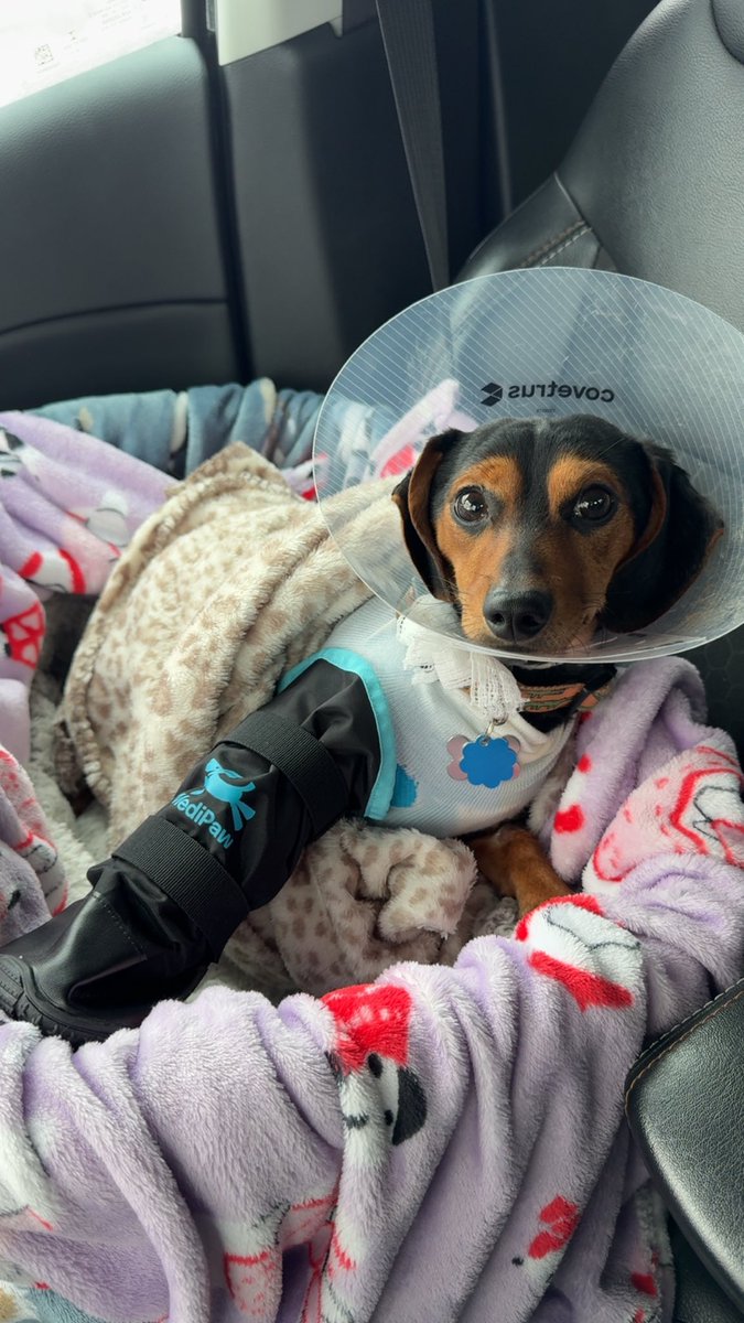 Update: we were able to get our Weenie in for surgery and he is now on the road to recovery. Cost was over 5K but we were able to put some down thanks to you all. 

Who Dey!
