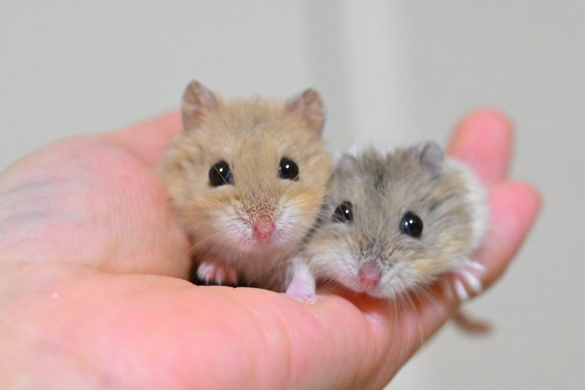 ののるの🐹🐹
#キャンベルハムスター　#ハムスター　#ののちゃん　#るのくん