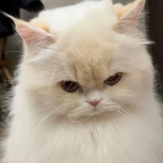 pawberrymelt's tweet image. 