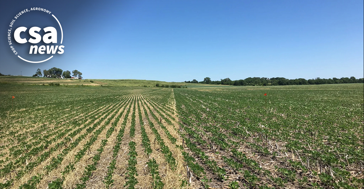 ASA_CSSA_SSSA's tweet image. Are cover crops always a win? New research reveals their dual nature: vital for soil health, but poor management can risk cash crop yield. Timing and termination matter! Learn more: ow.ly/sFLN50XAbjo
#CoverCrops #SoilHealth #SustainableAg #Agronomy #CropManagement
