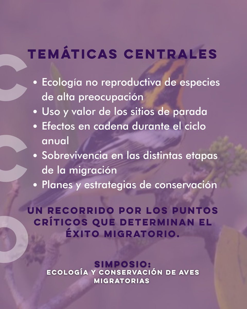 Aves migratorias: ciencia, rutas y conservación 🌎🕊️
El simposio del CCO2025 presenta avances sobre ecología no reproductiva, sitios de parada, sobrevivencia y planes de conservación.
Organizan Nicholas Bayly y Camila Gómez (SELVA).
#CCO2025 #MigraciónNeotropical #AvesMigratorias