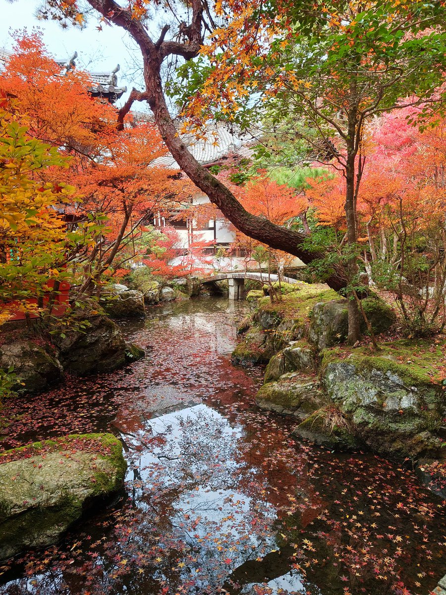 2025/12/03 冬の寒さがやってきました。落葉盛ん。敷紅葉が綺麗です