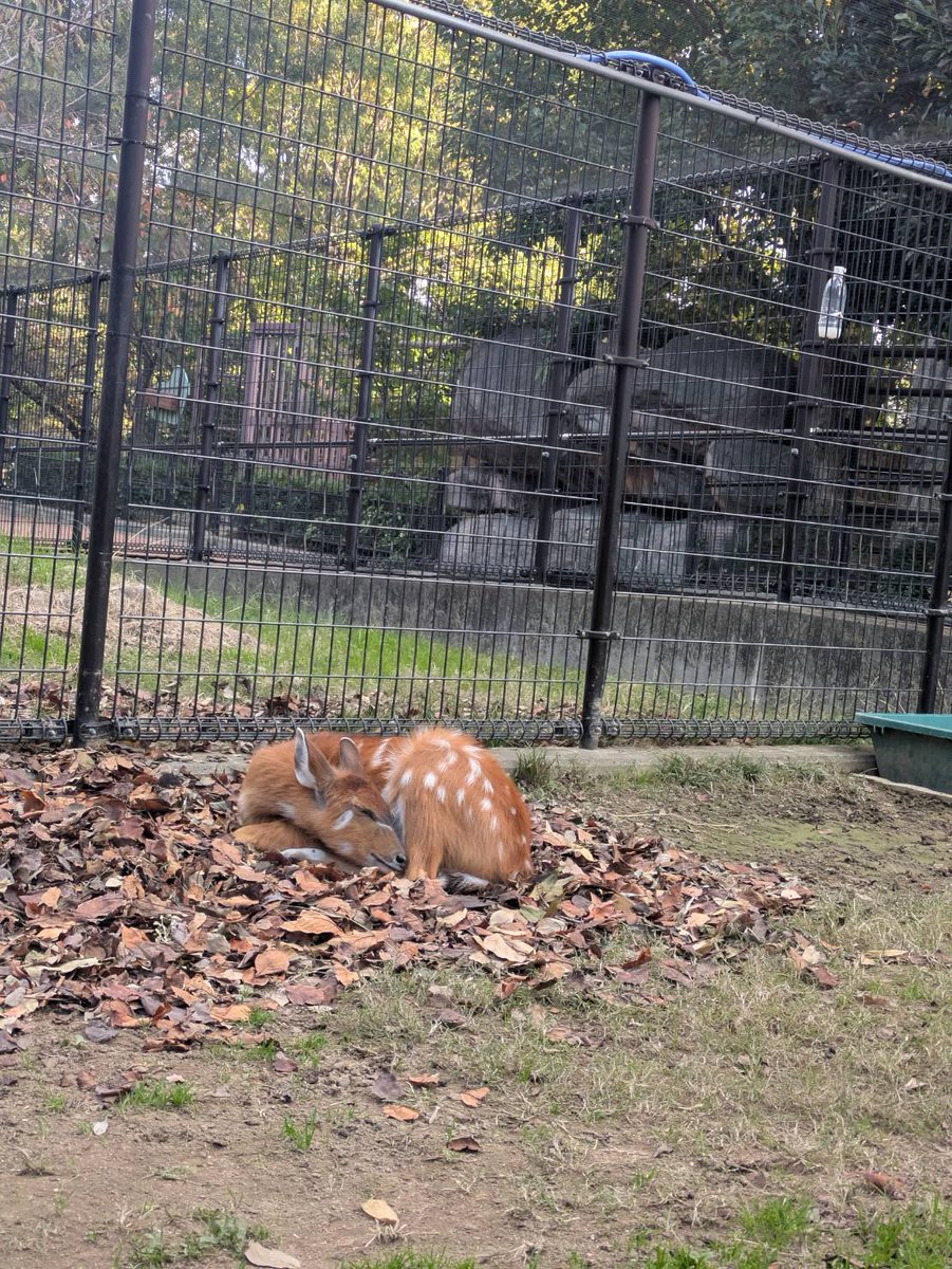 #シタツンガ の展示場に、整地のため土を入れた時のこと。#ミツハ は新しい土に興味津々だったようで、鼻に土が…🤭
#王子動物園 #北園 #シタツンガ #その後は落ち葉の上で休んでいました💤