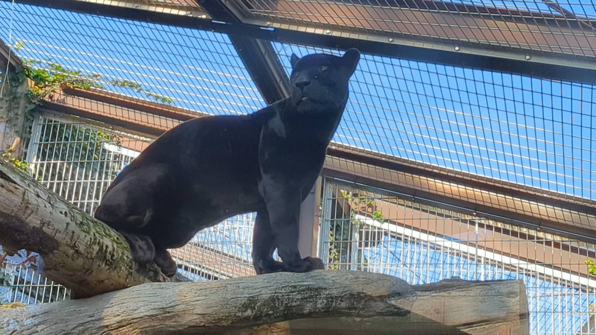 #ジャガー の「アトス」が丸太の上で日向ぼっこ。秋晴れの青い空に黒が映える✨。

#よく見て👀#日差しに輝くジャガー柄 #見上げてごらん獣舎の中を #王子動物園