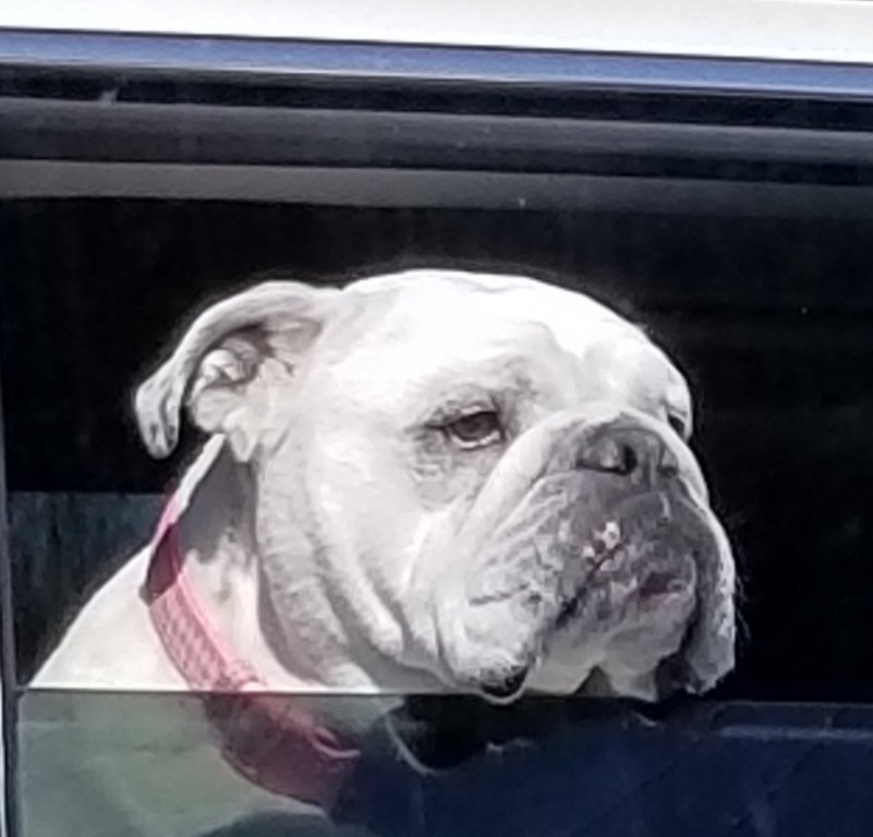 SojkaAnn's tweet image. #AlphabetChallenge 
#WeekWforWindows 
Looking out the car window