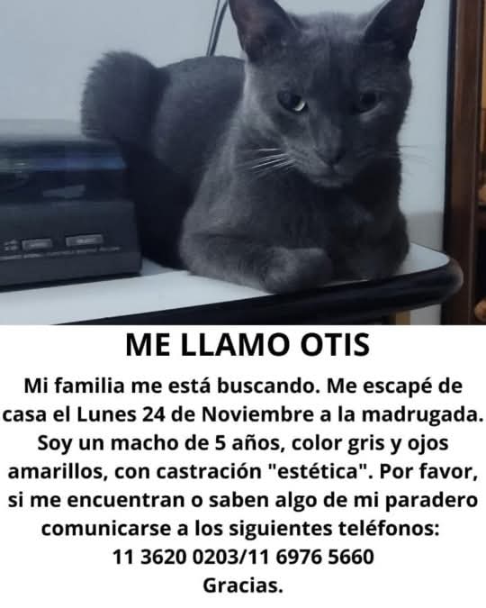 #Perdiamigato 📢📢📢
RT RT RT 
GATITO PERDIDO EN VILLA DOMINICO!
CONTACTO EN LA FOTO 
#gatitosperdidos