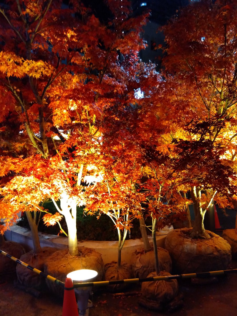 Unryu5Unryu's tweet image. 地元商店街にも紅葉スポットがある。