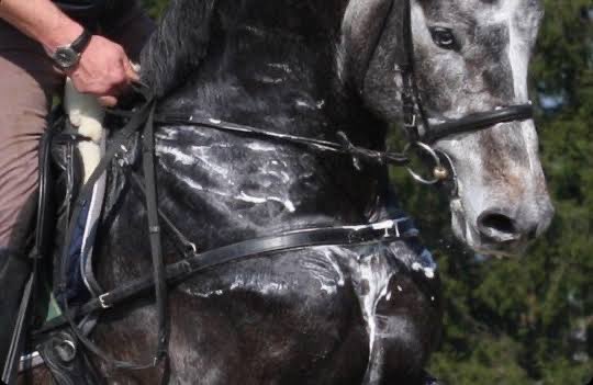 그래서 말의 땀이 (물)거품처럼 보인다는 이유로 포세이돈의 상징물 중 하나라는 이야기를 정말정말 좋아함