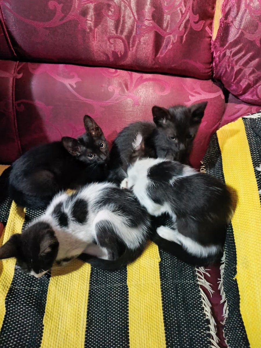 🐾Tengo 4 adorables gatitos 🐱listos para encontrar familia. Son juguetones y muy cariñosos. Entre ellos hay una hermosa hembra.
Si queres sumar ternura y alegría a tu hogar, estos pequeños esperan por vos!

Rt para ayudar a estos gatitos a recibir el 2026 en su nuevo hogar! ❤️