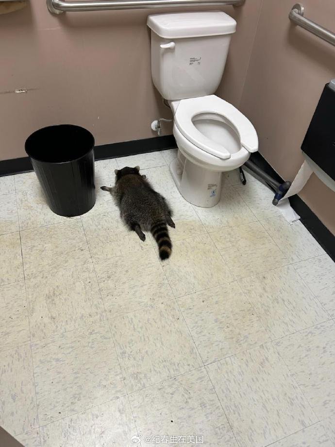shanghaidaily's tweet image. A tipsy #raccoon broke into a Virginia liquor store during #BlackFriday, drank itself silly, and passed out in the restroom. It has been released back to the wild. Happy holidays indeed! #animals