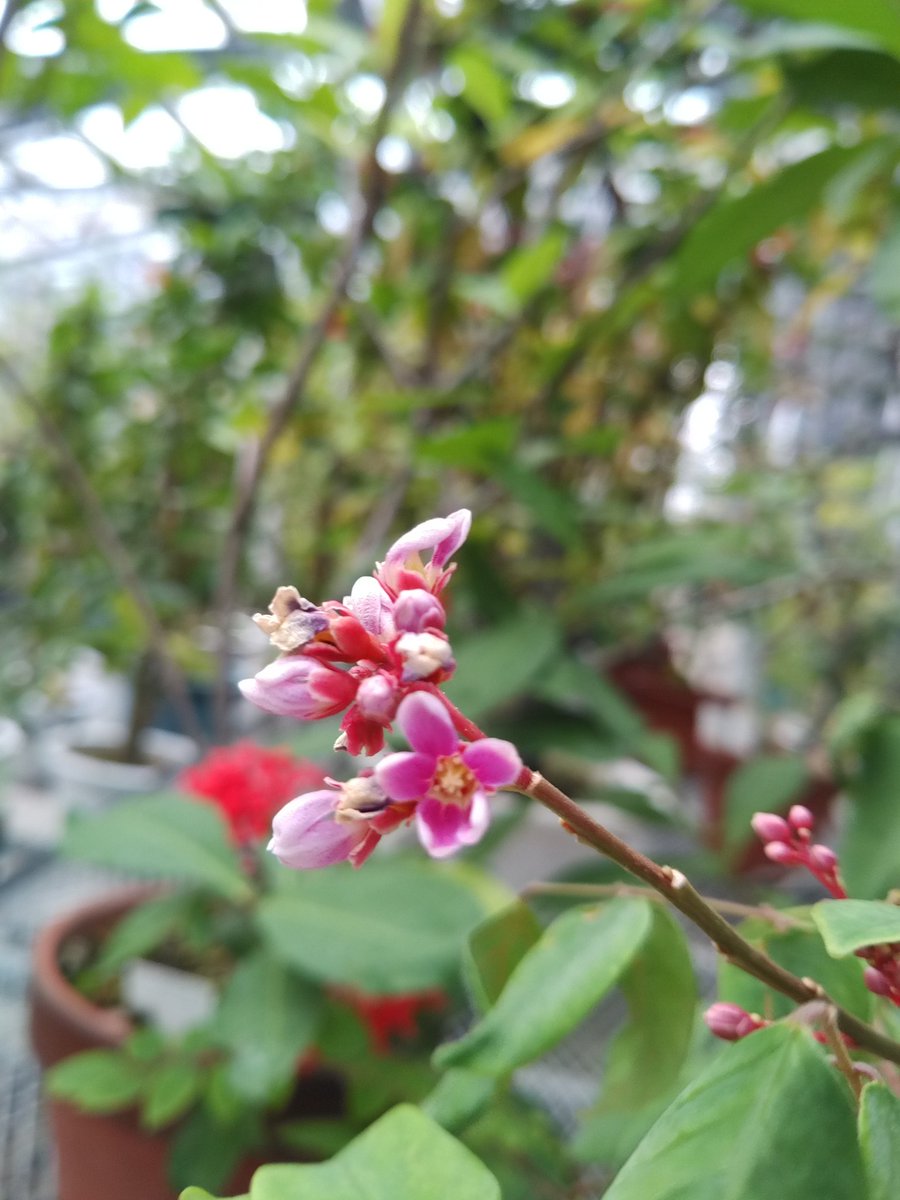 merimreroさん専用です。スターフルーツ大型苗木。ゴレンシ。秋咲きピンク花 merimreroさん専用です。スターフルーツ大型苗木。ゴレンシ。秋咲き