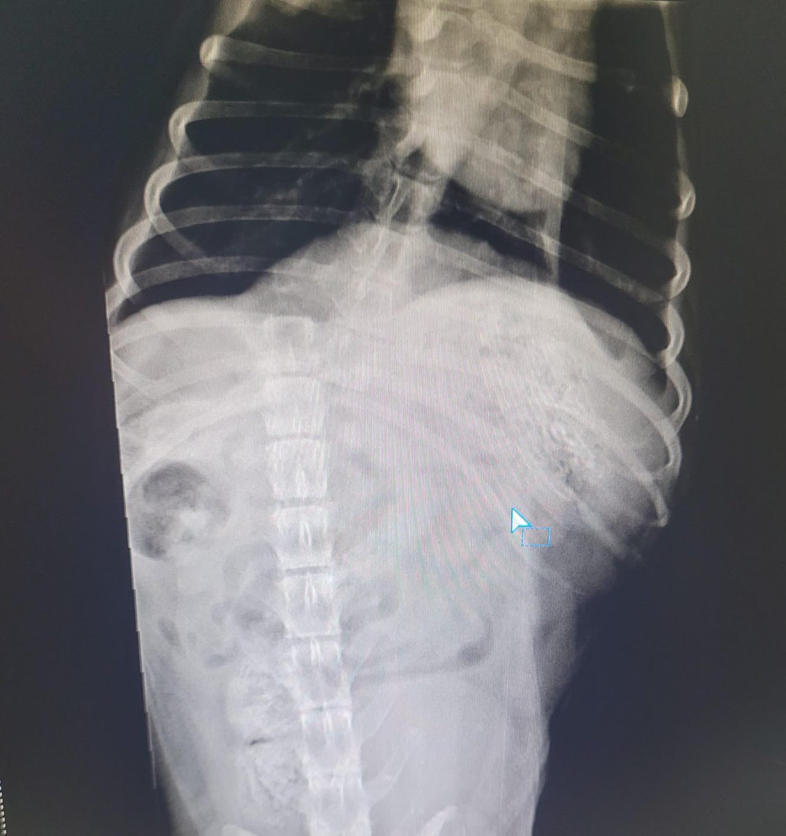 Loly tiene la columna partida su dolor es tremendo y necesita una cirugía para estabilizar la fractura y que no tenga dolor. 
Está internada en Veterinaria Parque 
📍Alias de Mercado Pago: Omfamoreno 
📍Alias Banco Nacion: Omfitas 
📍PayPal: OrgMiFielAmigo