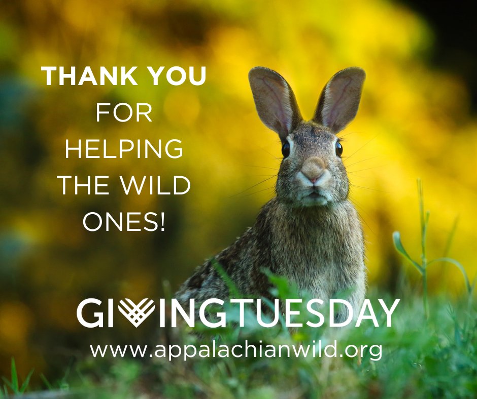 Join us in saving wild lives and making second chances possible for the wildlife of western North Carolina - givebutter.com/MealsMedsMirac…