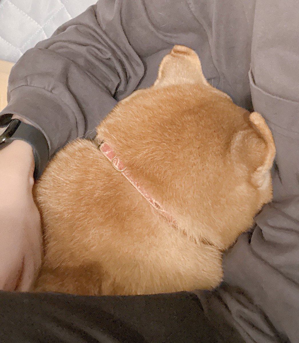 まめたろ (@mamemu_22) / Posts / X