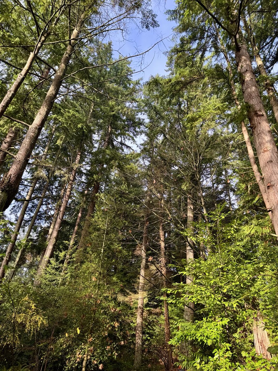 Morning walk with my daughter and her doggy in the nearby woods 🌤️🌲🪾🌳