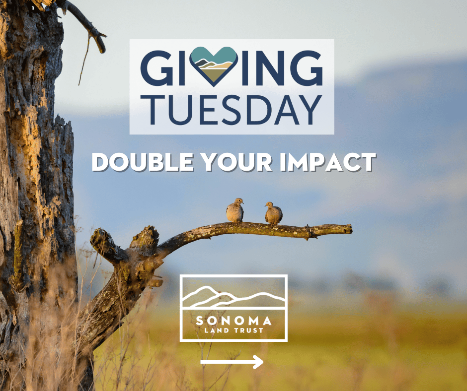 SonomaLandTrust's tweet photo. It's Giving Tuesday! Your gift to Sonoma Land Trust today will be generously matched dollar-for-dollar by long-time donors, Bob and Eva Martin. Please double your impact and help us meet this $100,000 match opportunity. https://t.co/QIt1dpQ830 https://t.co/Fd7AA6XoFZ