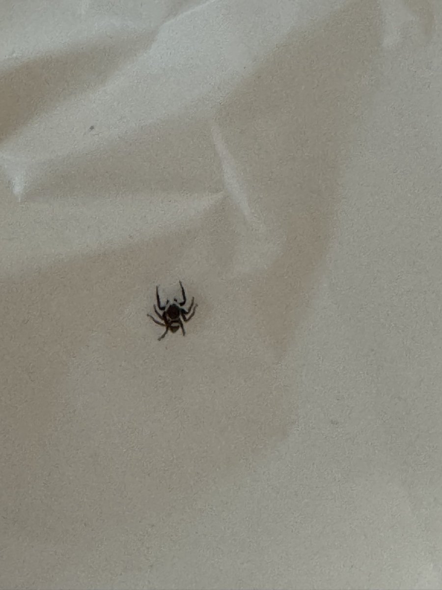 ここ一週間くらい蜘蛛が部屋にいるけどまぁいいかって放っておいてる