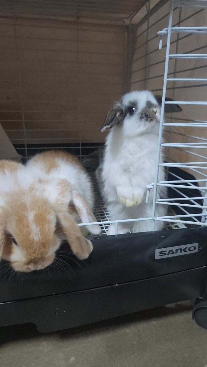 niko.momo (@nikomomo_sg) / Posts / X