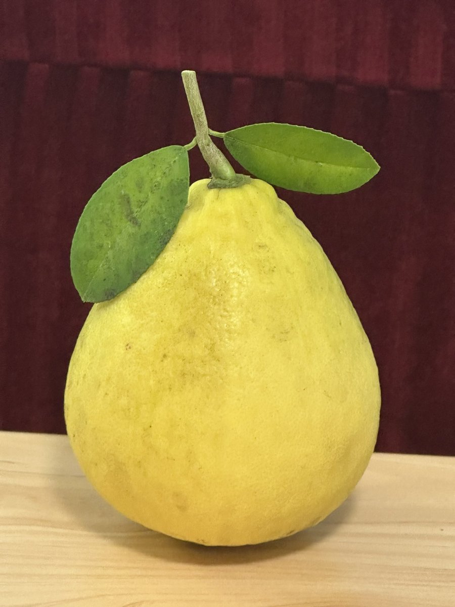 お庭のジャンボレモン初収穫しました🍋
お味はレモンより酸味がマイルドで、酸っぱいみかんっぽいです。
早速リモンチェッロ（レモンのお酒）を作っています😸
リプライたくさんありがとうございました、参考にしてたくさんレモンのお菓子やお料理をつくります…❗️