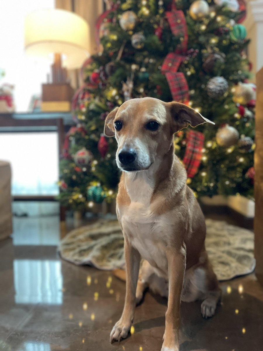 AnaLauraCornejo's tweet photo. @DiloConPerritos Es la mejor “raza”🥹🥰💛 https://t.co/FfdWXTc9gs