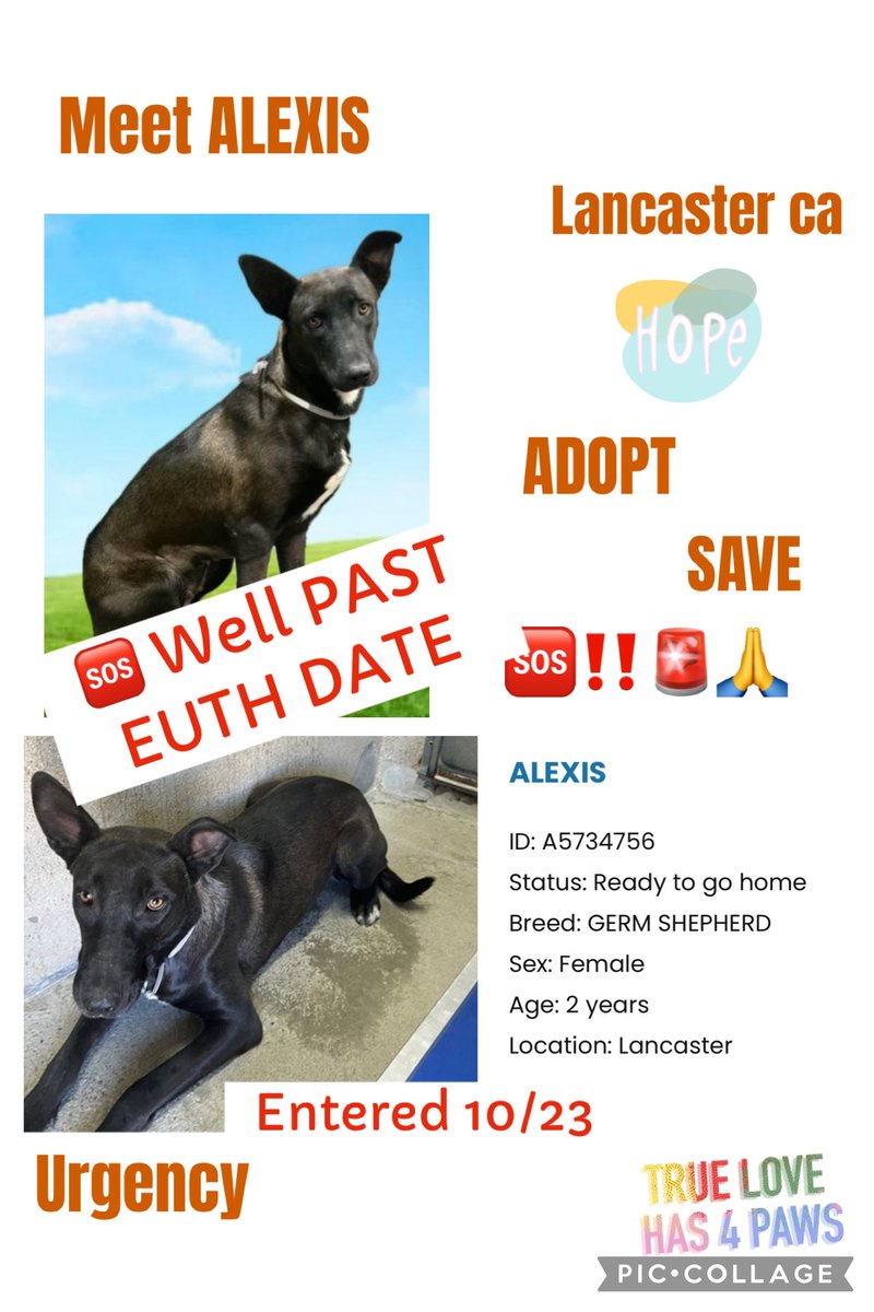 SarahjaneGille1's tweet image. 🆘🆘🆘🆘 ALEXIS is still some how available @AnimaLancaster #A5734756 F 2yrs #GSD help now packed shelter in crisis &amp;amp; illnesses going around #REPOST #TAG or simply #ADOPT #RESCUE #FOSTER @mapleveewesem 🆘🆘🆘🆘🆘🆘🆘