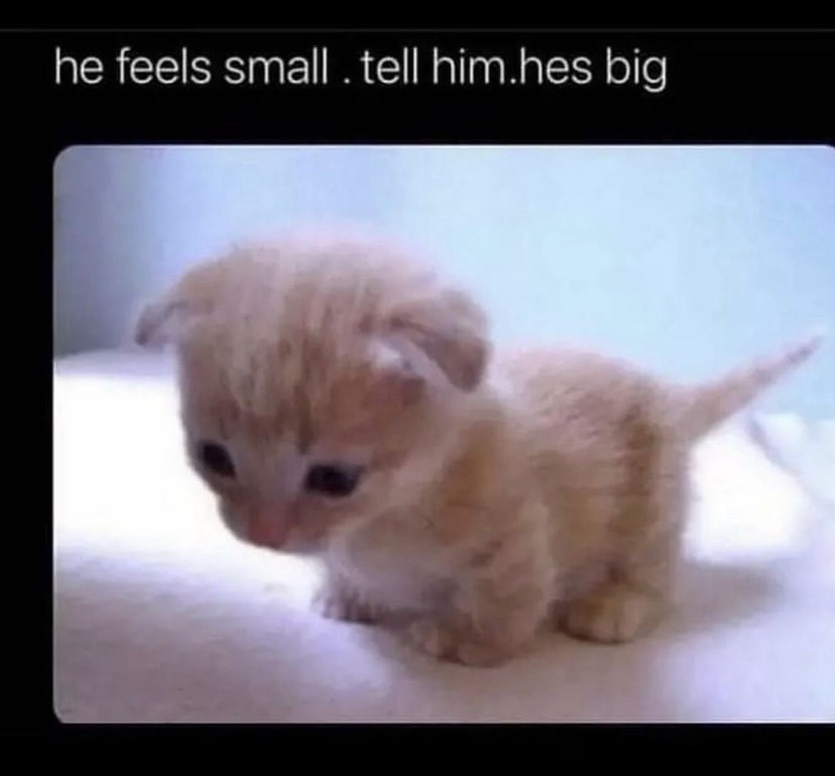 PunchingCat's tweet image. 