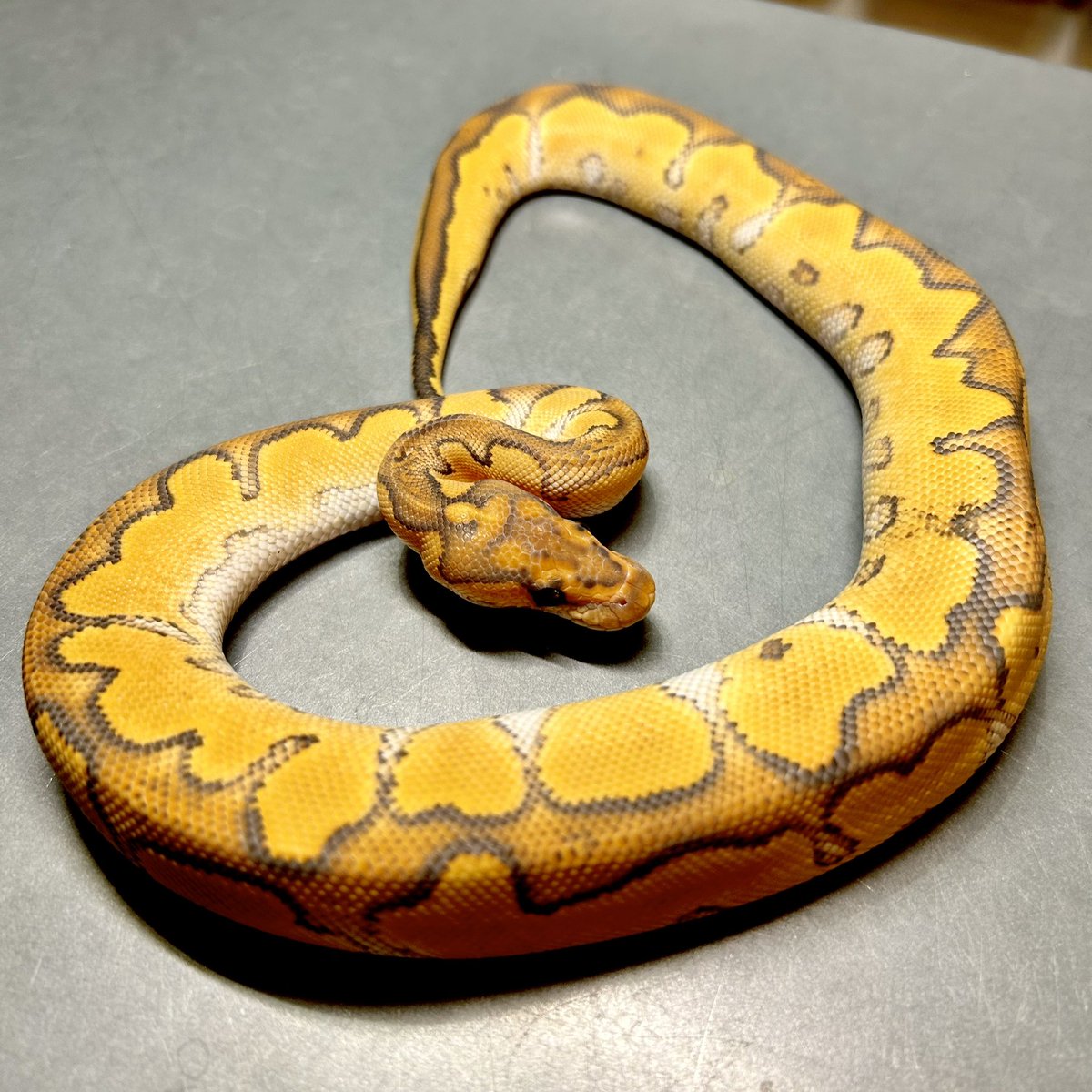 Kayo296's tweet image. Special Ghost Clown♀

この美しいオレンジ色！お店に入荷して初めて見た時の驚きを皆さんにも体感して欲しい！！✨

今週末の仙台にも持っていくよ！

今日はお店は定休日💤

#ボールパイソン #ballpython