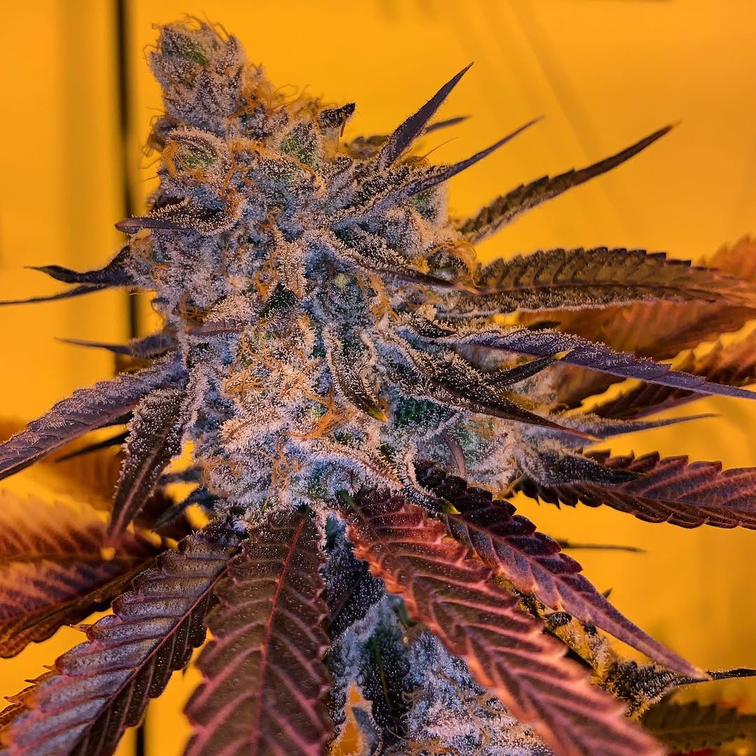 Another wedding crasher banana punch 🤤🤤🤤🍇🍇🍇🍓🍌  #california #marijuana  #legalweed