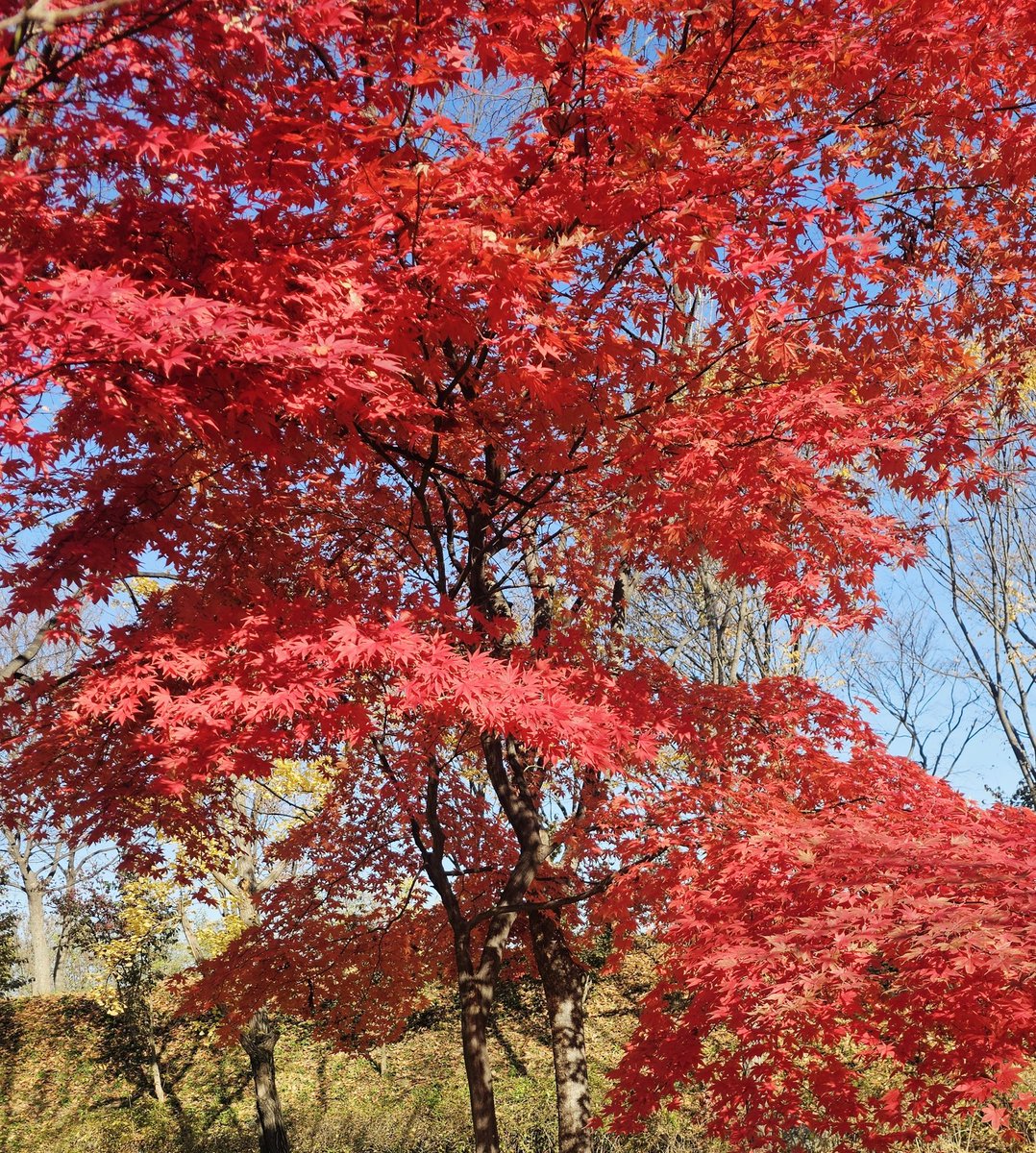 일주일전 마지막 가을을 느꼈던, 평범한 오후.

이젠 진짜 춥다ㅋㅋ
다시 봄이 오길ㅋ