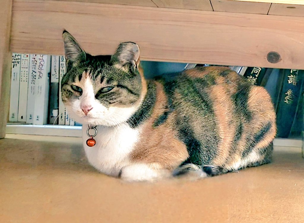 이웃집 할배가
"요새 동네에 못 보던 고양이가 있더라. 목에 방울을 달고 다니던데~ 
오데서 왔을꼬?
우리집에 앵고도 목다라끼(목줄) 한개 사주까?"  그랬대.

할배.. 그거 우리집 삼색인데여..ㅎ