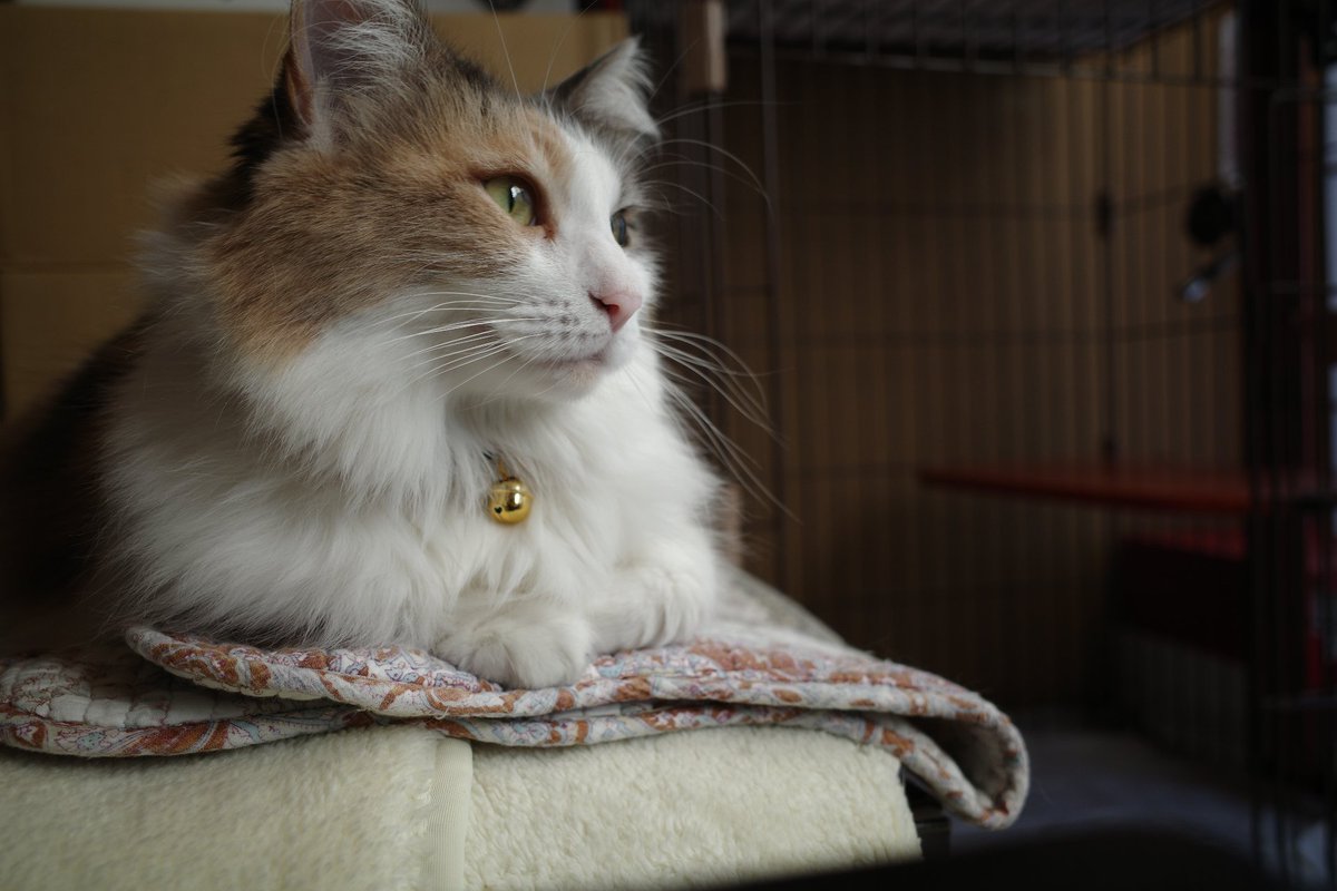 江戸前にゃんころ餅 (@mochi_of_cat) / Posts / X